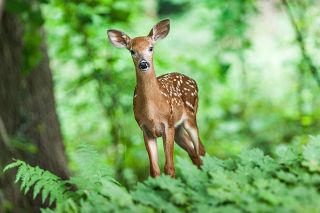 Reh im Wald