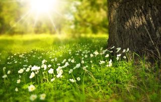 Gras im Sonnenschein